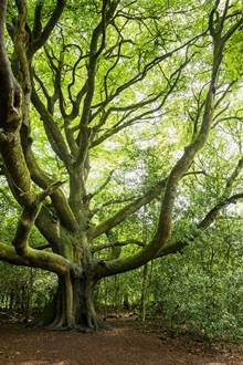 Exposition: Les arbres remarquables du Morbihan